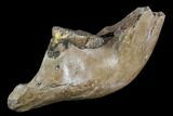 Woolly Mammoth Jaw Section - Germany #123608-3